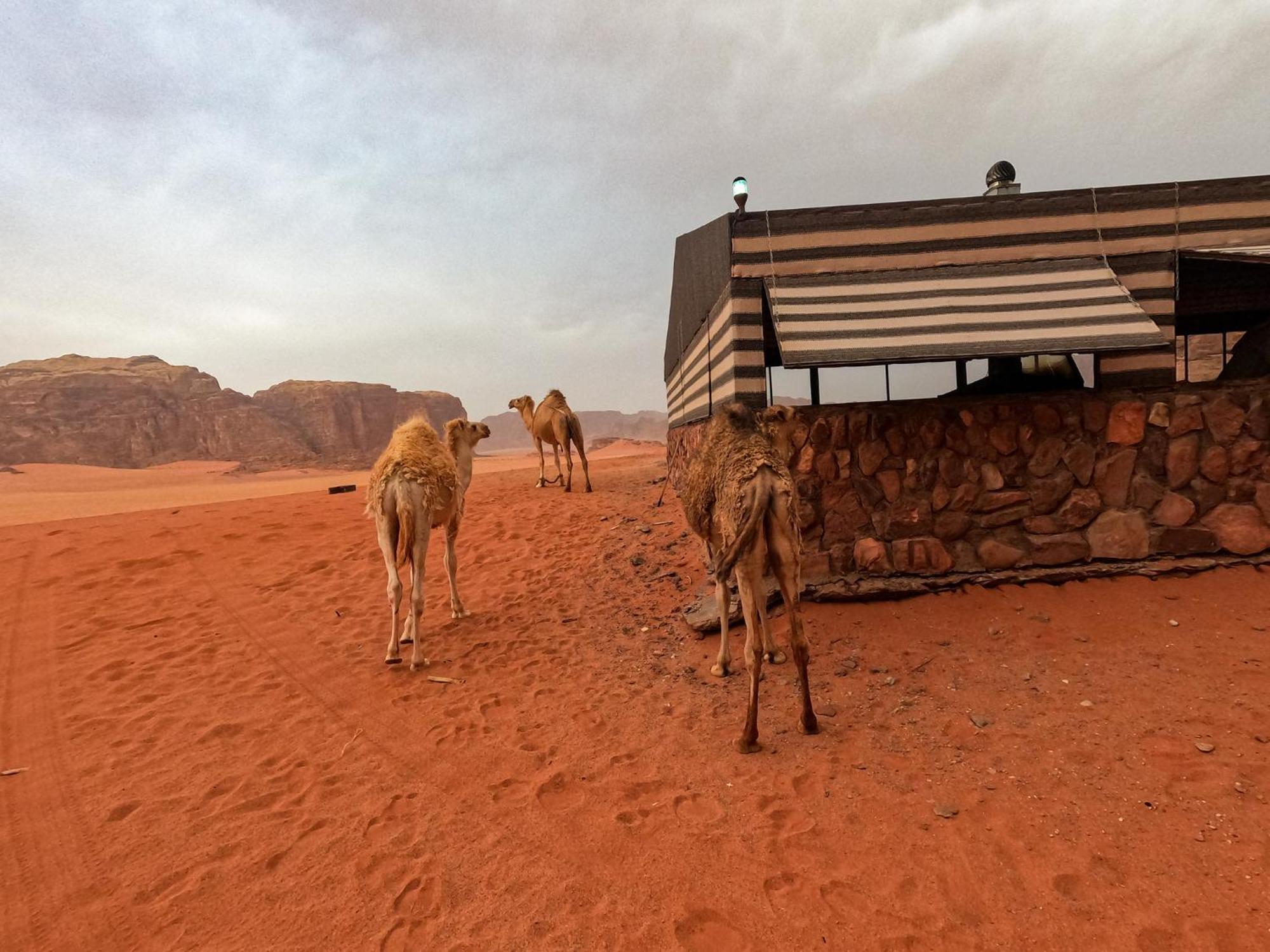 Hotel Stargazing Camp & Tours Wadi Rum Zewnętrze zdjęcie